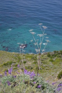 photo of flowers against the ocean